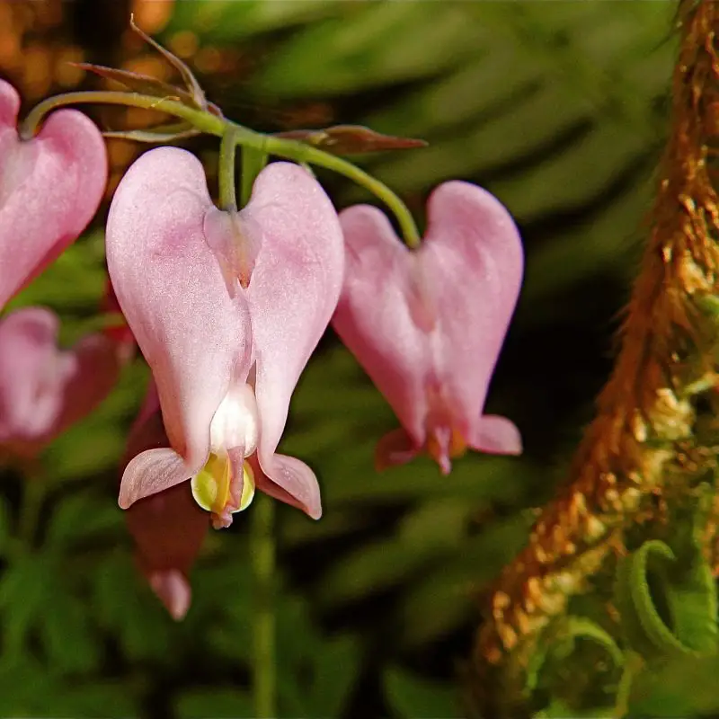 Flowers that symbolize Purity A to Z Flowers