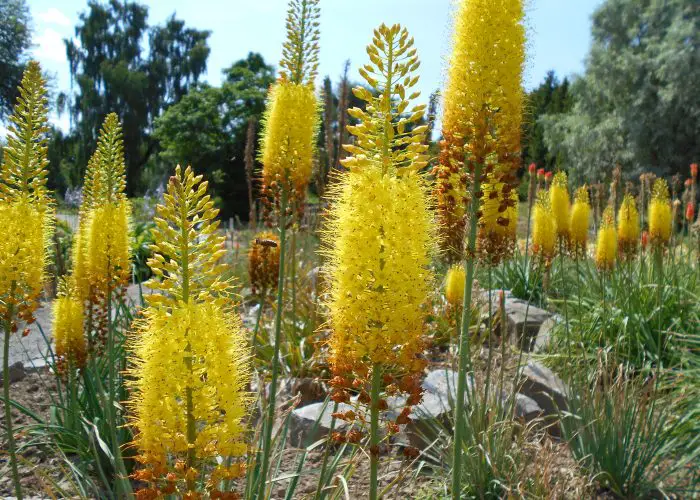 Eremurus (Foxtail Lily; Desert Candle)