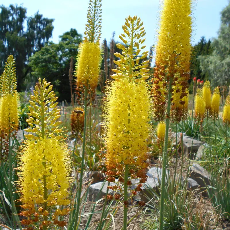 Flowers that symbolize Endurance A to Z Flowers