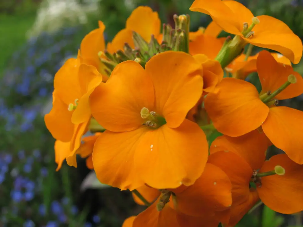 Erysimum Wallflower A To Z Flowers