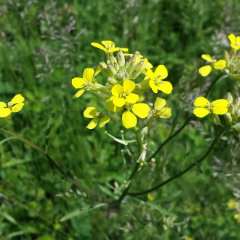 Erysimum