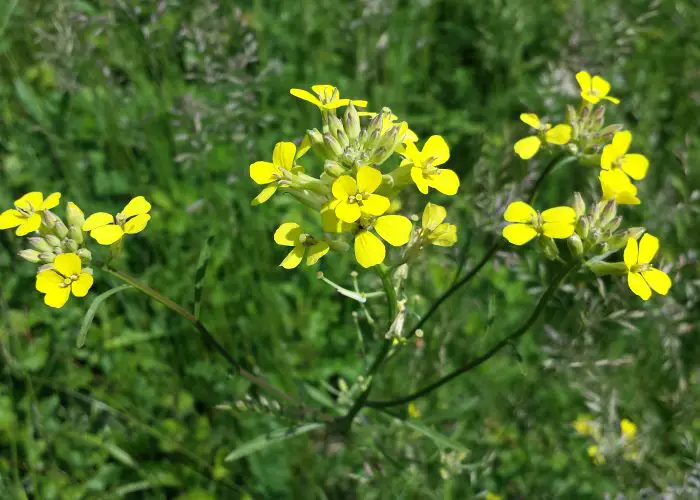 Erysimum (Wallflower)