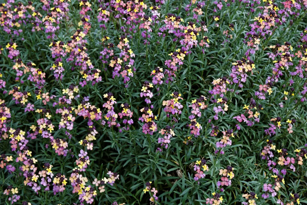 Erysimum (Wallflower) A to Z Flowers