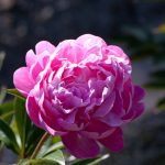 Paeonia