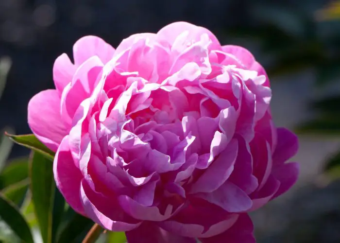 Paeonia (Peony)