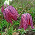 Fritillaria