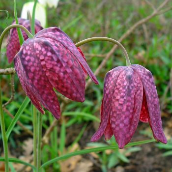 Fritillaria