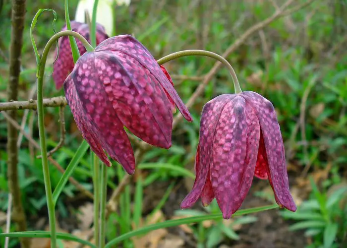 Fritillaria (Checkered Lily; Snakes Head; Crown Imperial)
