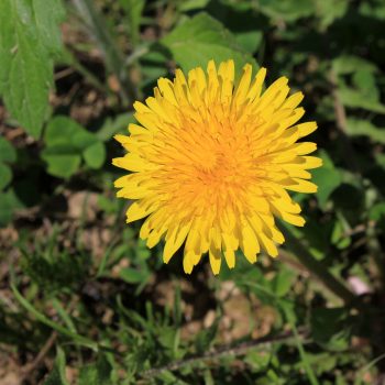 Taraxacum