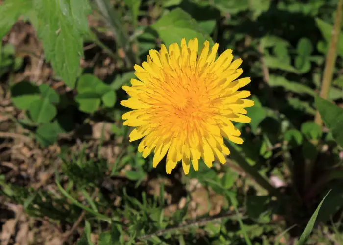 Taraxacum (Dandelion)