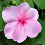 Impatiens