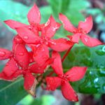 Ixora (Jungle Flame; Flame of the Woods) – A to Z Flowers