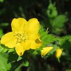 flowers that start with je