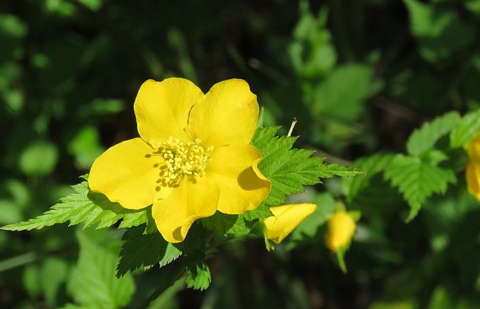 Kerria (Japanese Kerria; Japanese Rose)