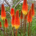 Kniphofia