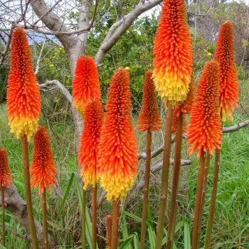 Kniphofia