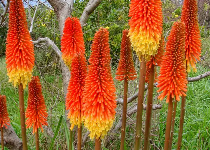 Kniphofia (Red Hot Pokers; Torch Lily; Tritoma)