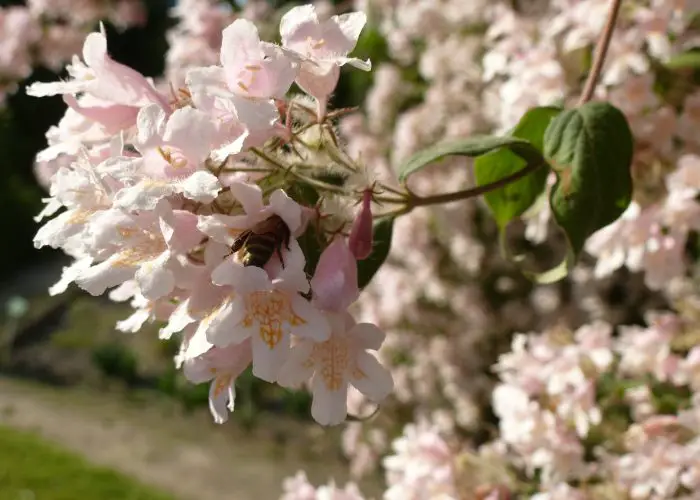 Kolkwitzia (Beauty Bush)