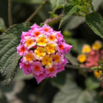 Lantana