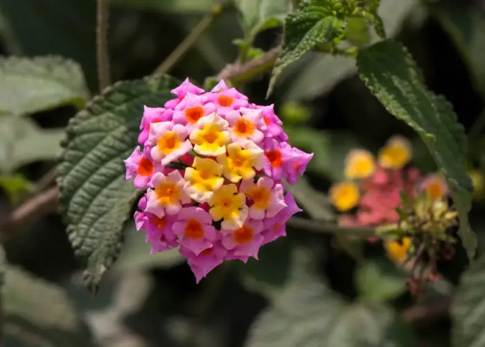 Lantana (Shrub Verbena)