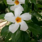 Mandevilla