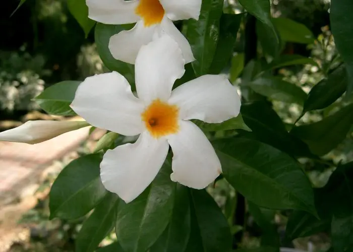 Mandevilla (Dipladenia; Rocktrumpet)