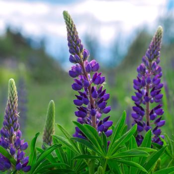 Lupinus