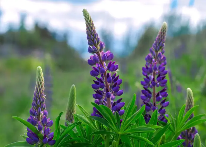 Lupinus (Lupine; Lupin)