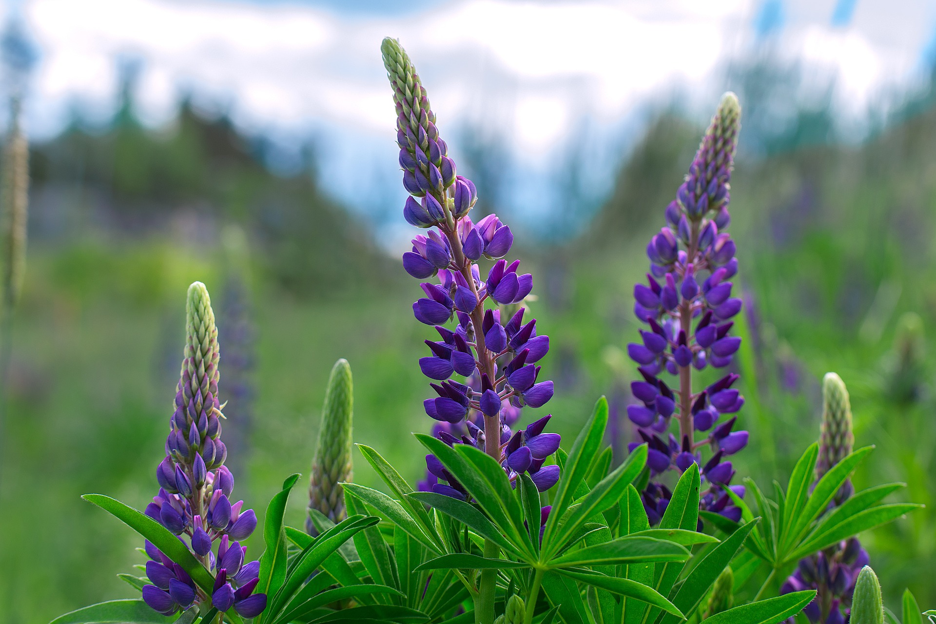 Lupinus Lupine Lupin A To Z Flowers
