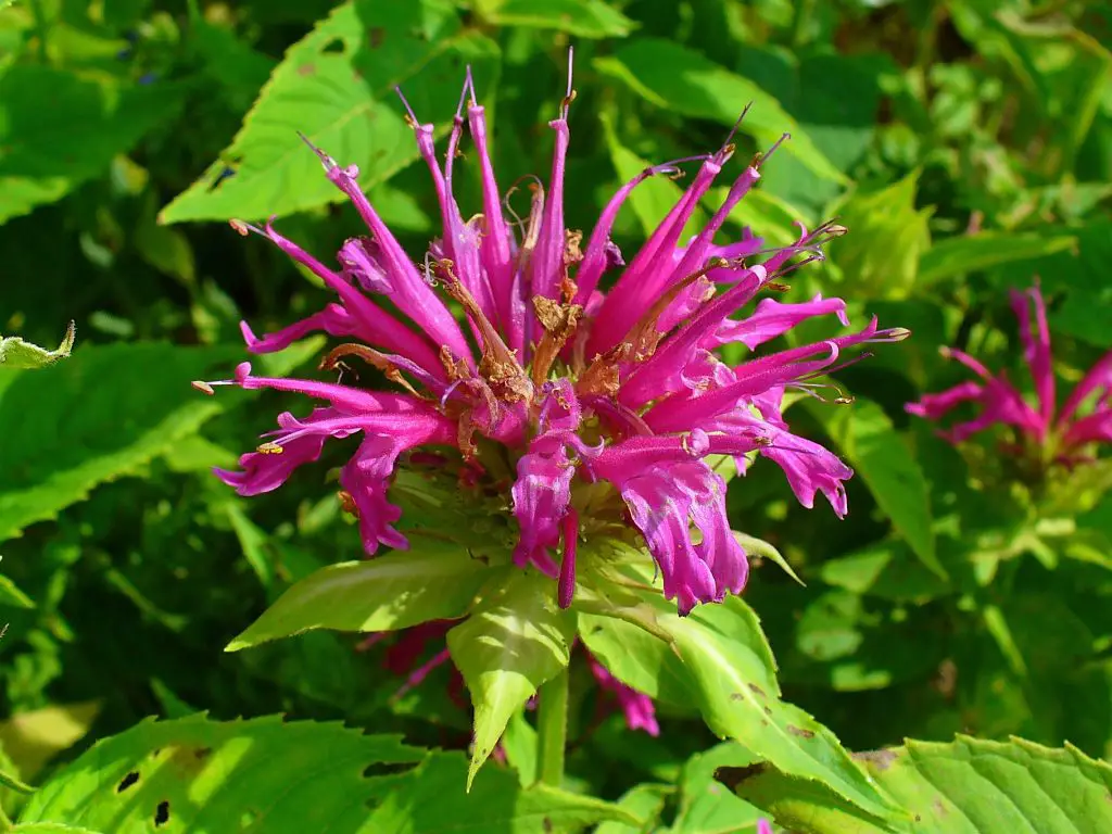 Bergamot Tea Plant