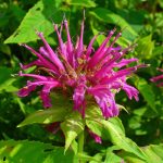 Monarda