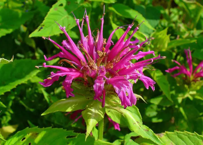 Monarda (Bee Balm; Bergamot)