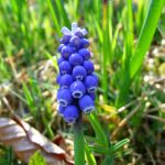 Muscari