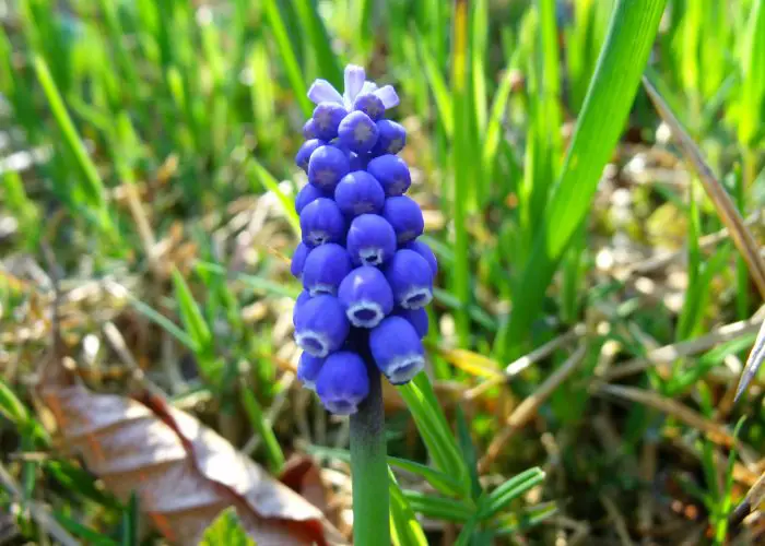 Muscari (Grape Hyacinth)