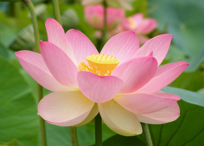 Nelumbo (Lotus)