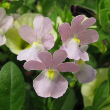 Nemesia