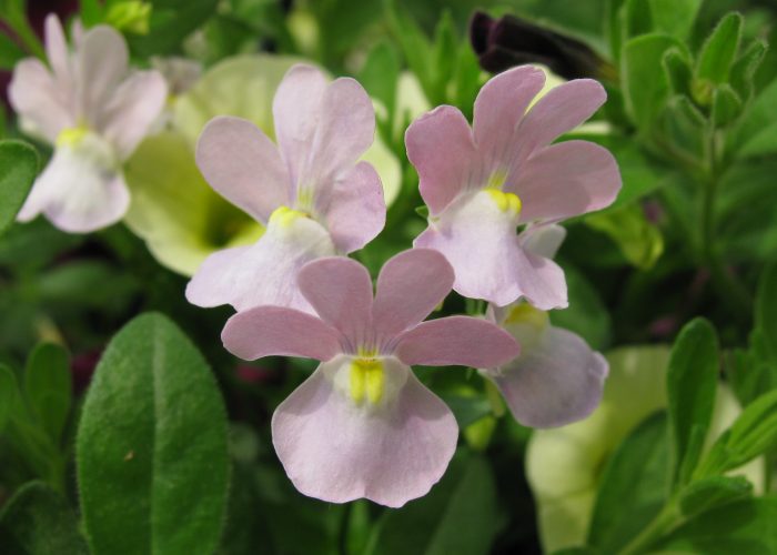 Nemesia (Nemesia)