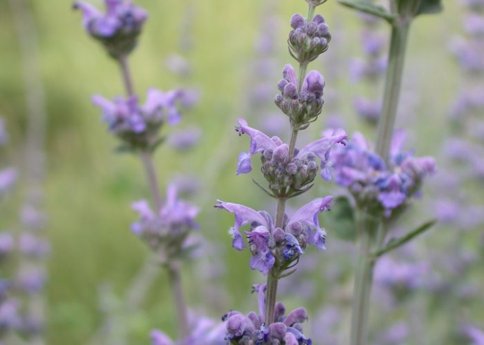 Nepeta (Catmint; Catnip; Cataria)