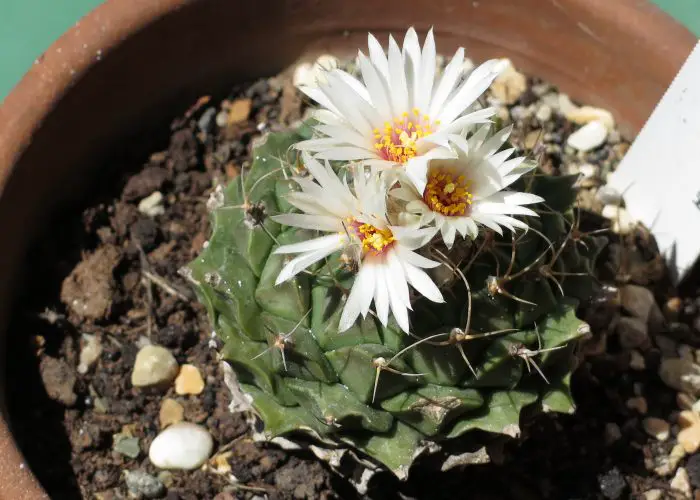 Obregonia (Artichoke Cactus)