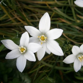 Ornithogalum