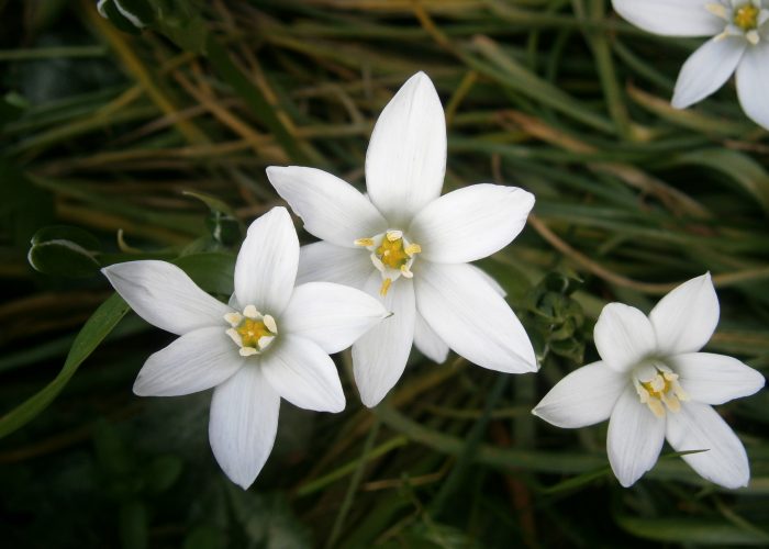 Ornithogalum (Star of Bethlehem)