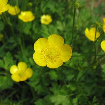 Ranunculus