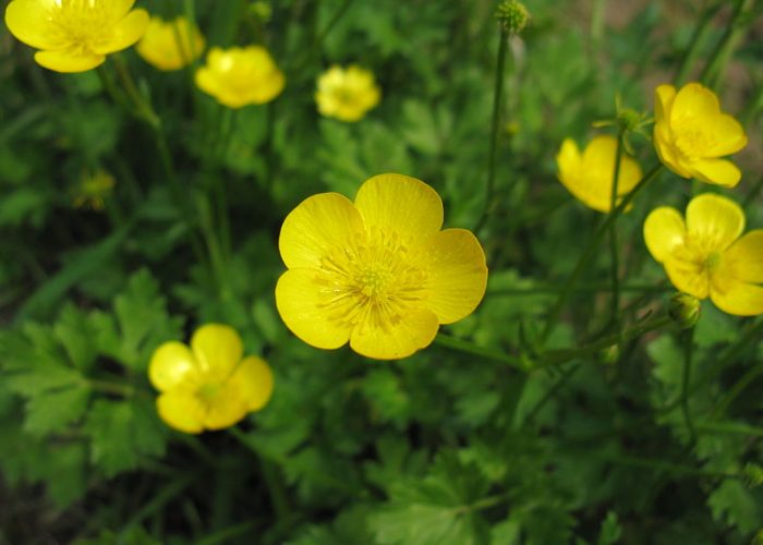 Ranunculus (Buttercup; Crowfoot; Spearwort)