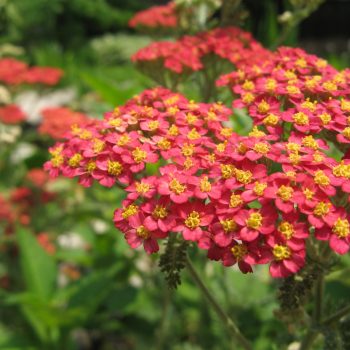 Achillea