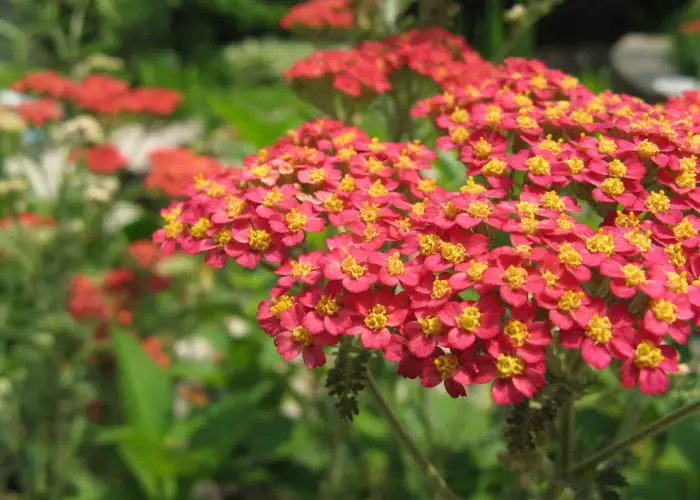 Achillea (Yarrow)