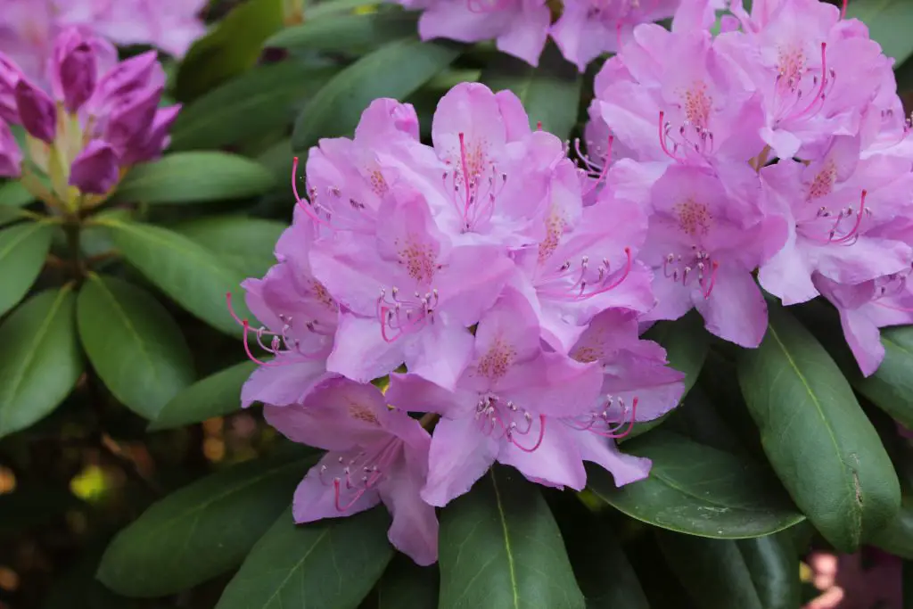 Rhododendron Rhododendron A To Z Flowers