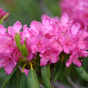 Rhododendron