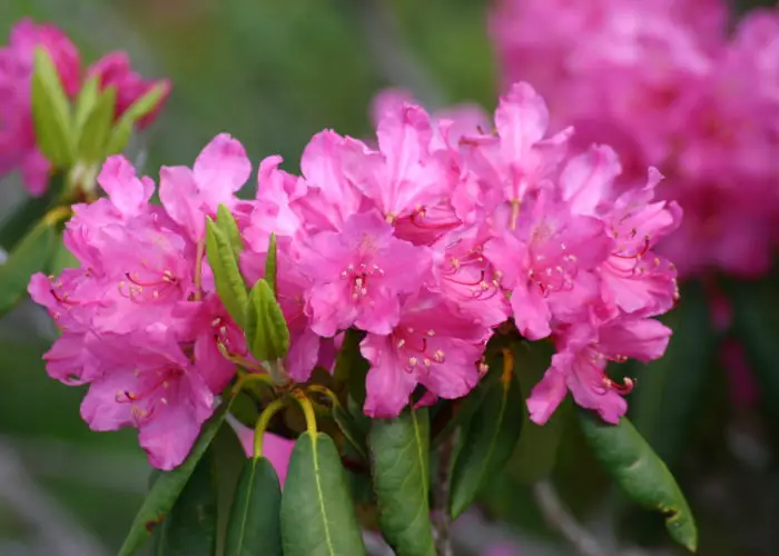 Rhododendron (Azalea)