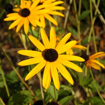 Rudbeckia