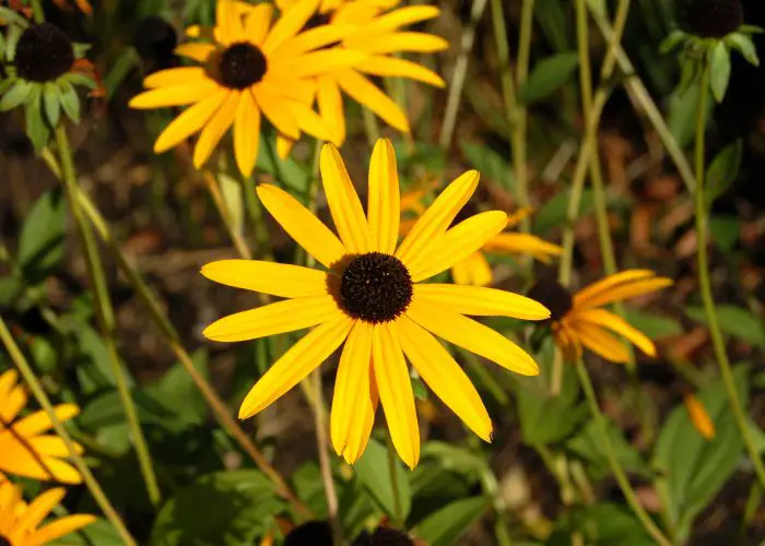 Rudbeckia (Black-eyed Susan; Coneflower)